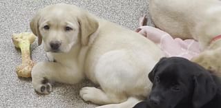 Rochester Hills nonprofit seeking help raising puppies