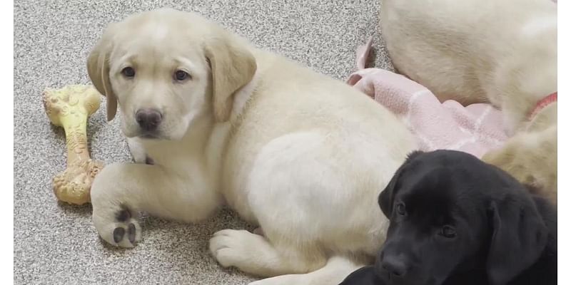 Rochester Hills nonprofit seeking help raising puppies