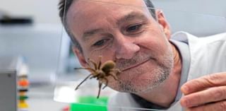 How the deadly funnel-web spider could save thousands of Aussie lives