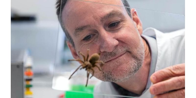 How the deadly funnel-web spider could save thousands of Aussie lives