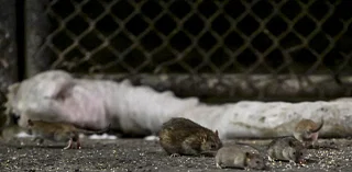 NYC attempts to sterilize Manhattan rats with new, delicious birth control