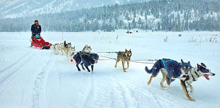 TikTok-Famous Jackson Dogsled Business Started With A Dog And A Dream