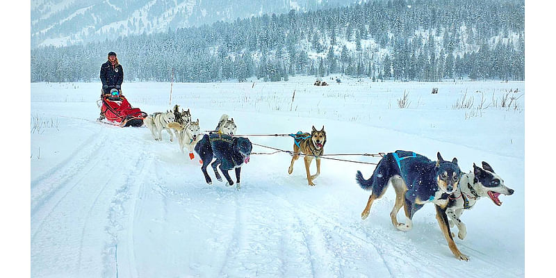 TikTok-Famous Jackson Dogsled Business Started With A Dog And A Dream