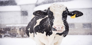 Video Shows New Mexico Cows Buried in 3 Feet of Snow