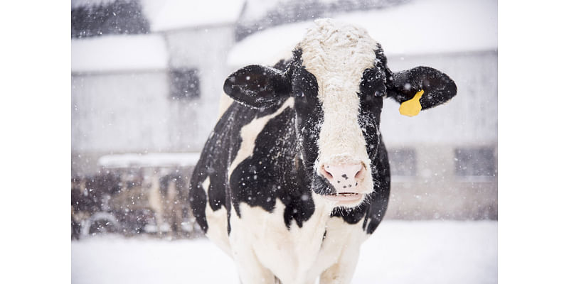 Video Shows New Mexico Cows Buried in 3 Feet of Snow