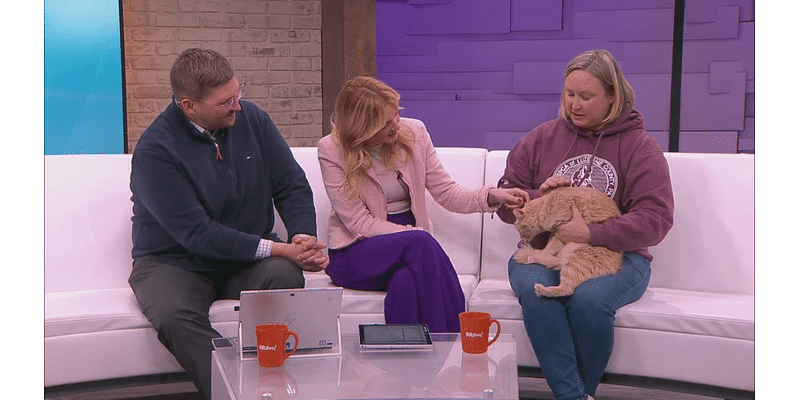 BCI Pet of the Week, Oliver the cat