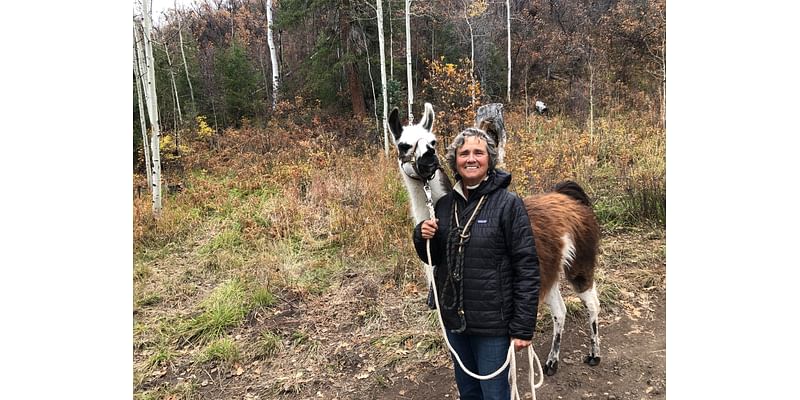 Drama llamas found their mama