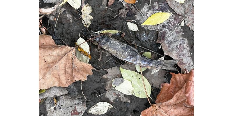 ‘Without water they die very quickly’: Drought-starved streams feed ecosystem concern