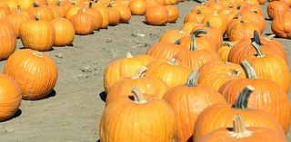 Fall fun awaits with corn mazes, pumpkins, activities at Modesto-area farms. Where, when