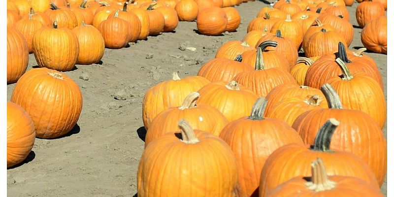 Fall fun awaits with corn mazes, pumpkins, activities at Modesto-area farms. Where, when