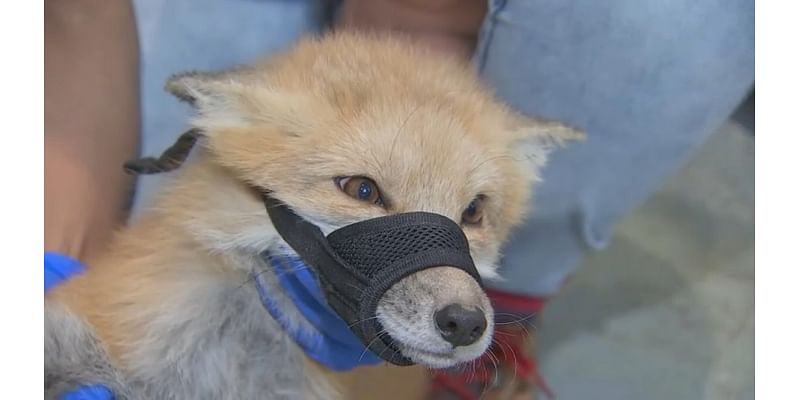 Rat poison blamed for foxes found sick near Leominster mall