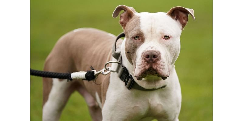 XL Bully dogs found beheaded and floating dead in cages as neglect against the banned breed soars