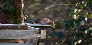 Reports of rats are on the rise in Tri-Cities. Here’s what you can do to stop them