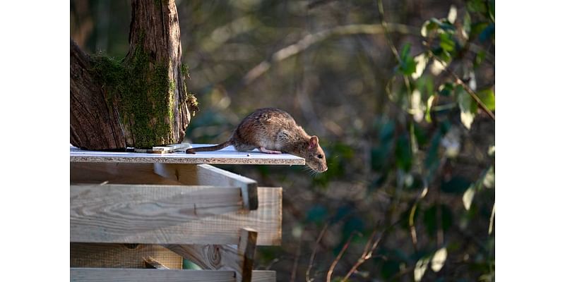 Reports of rats are on the rise in Tri-Cities. Here’s what you can do to stop them