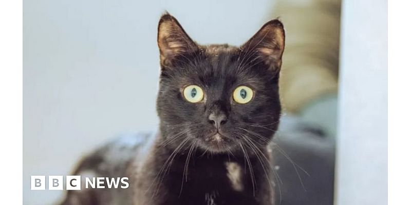 RSPCA rescue cat is living the high life in new flat