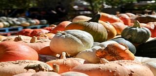 Where To Pick Pumpkins Near Manalapan This Fall