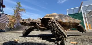 Marin County's WildCare animal rescue relocates during renovation