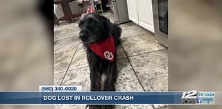 Dog involved in truck rollover crash goes missing