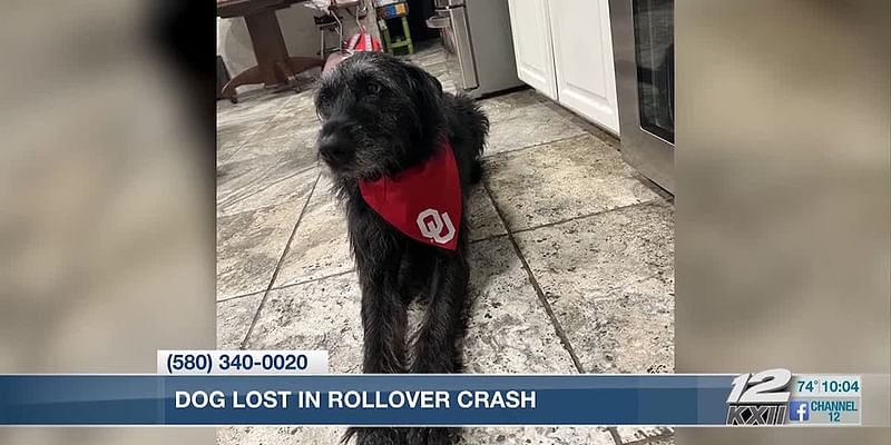 Dog involved in truck rollover crash goes missing