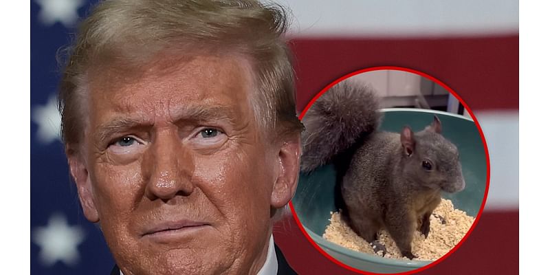 Fake Trump Statement on Peanut The Squirrel Makes Social Media Go Nuts