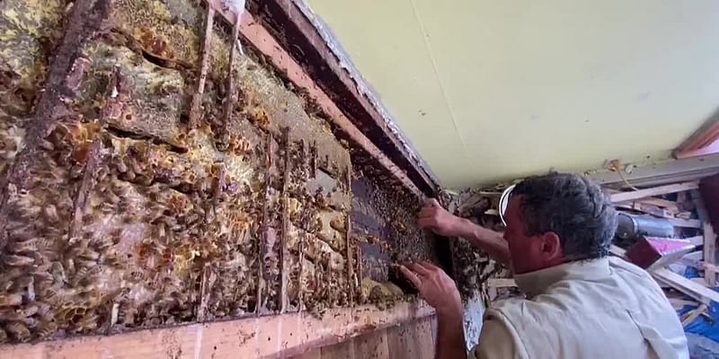 Decades-old colony of 40,000 bees removed from inside walls of family’s home