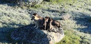 Fifth wolf killed in unit north of Yellowstone National Park despite quota