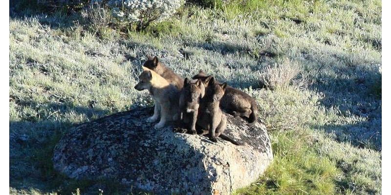 Fifth wolf killed in unit north of Yellowstone National Park despite quota