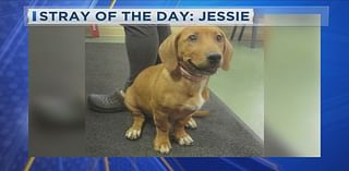 Stray of the Day: Meet Jessie