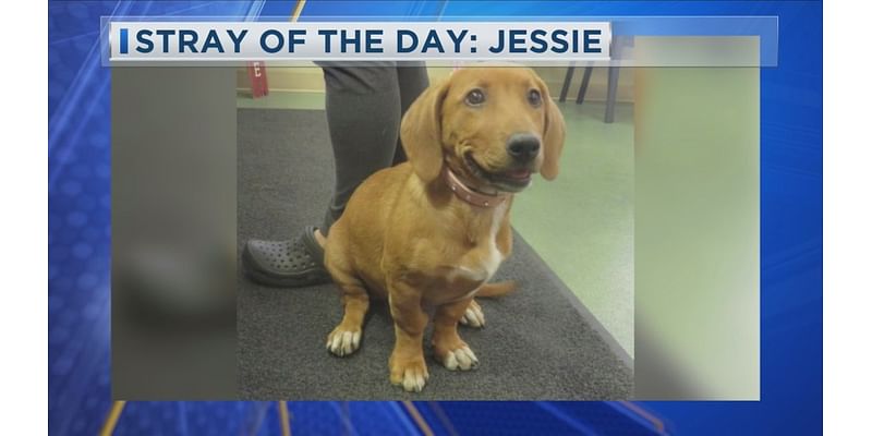 Stray of the Day: Meet Jessie