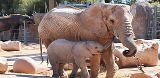 Meru is no longer the newest member of the elephant herd — but she's still the baby 🐘