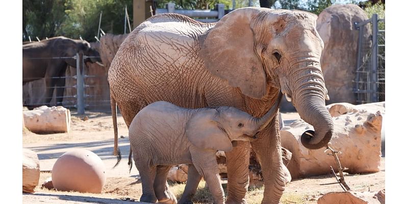 Meru is no longer the newest member of the elephant herd — but she's still the baby 🐘