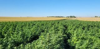 Five years after Nebraska legalized hemp farming, the industry remains stalled