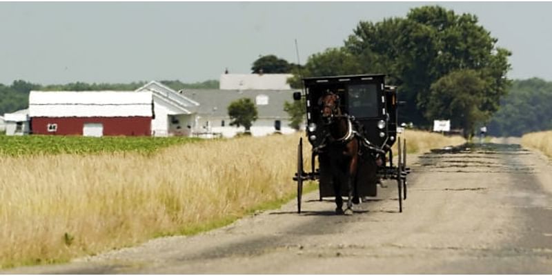 MY AMISH HOME: What the cat drug in and what the dog won't eat