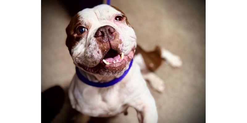 Adoptable dog Keisha is waiting for the perfect companion to make her their center of attention