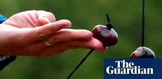 Conker players forced to freeze seeds after UK storms bring early fall