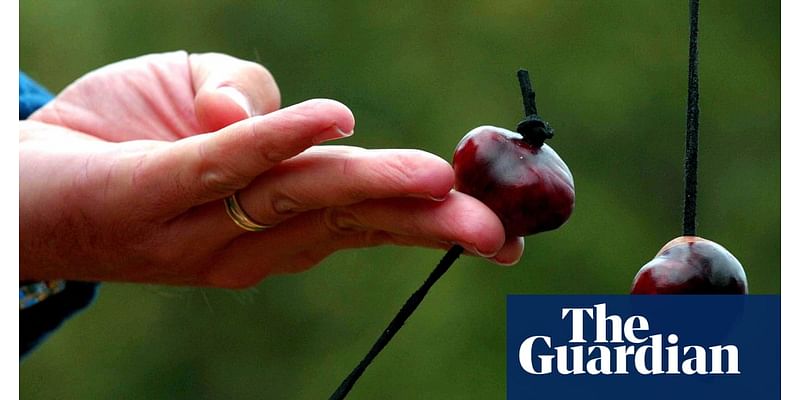 Conker players forced to freeze seeds after UK storms bring early fall