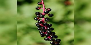 Pokeweed, poisonous but Elvis sang about it, leaves a purple stain | Lehigh Valley Nature Watch