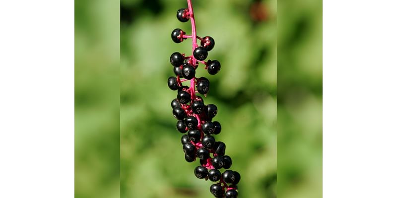 Pokeweed, poisonous but Elvis sang about it, leaves a purple stain | Lehigh Valley Nature Watch