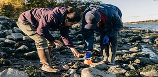 Hundreds of oysters found on NYC coast — indicating endangered species is on the mend