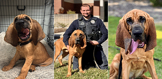 Gentle giant crowned American Humane’s 2024 Hero Dog for finding missing children and more