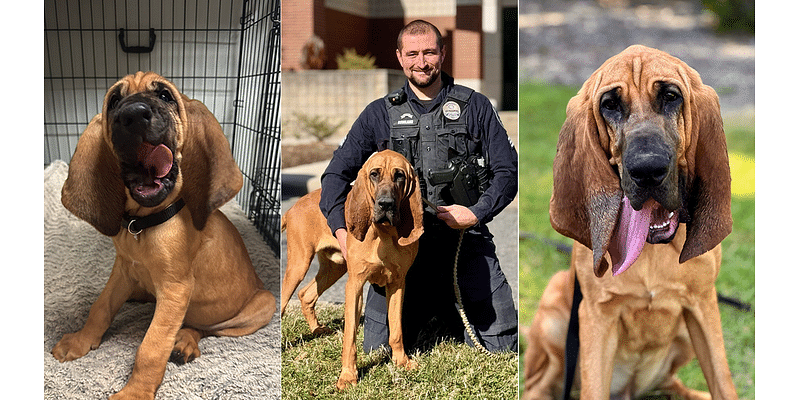 Gentle giant crowned American Humane’s 2024 Hero Dog for finding missing children and more