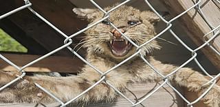 Odd-Looking Feline Found in Florida Chicken Coop Prompts Call to Wildlife Rescue