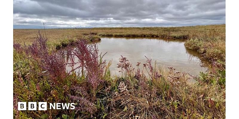 Calls to protect Essex saltmarshes as vital carbon stores