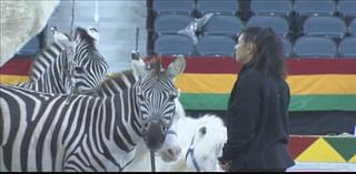 Conditional approval granted for Hadi Shrine Circus animal exhibition permit