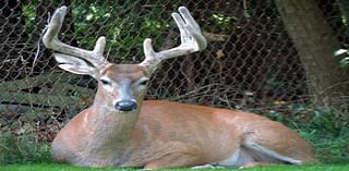 Middleburg Heights to determine size of deer population