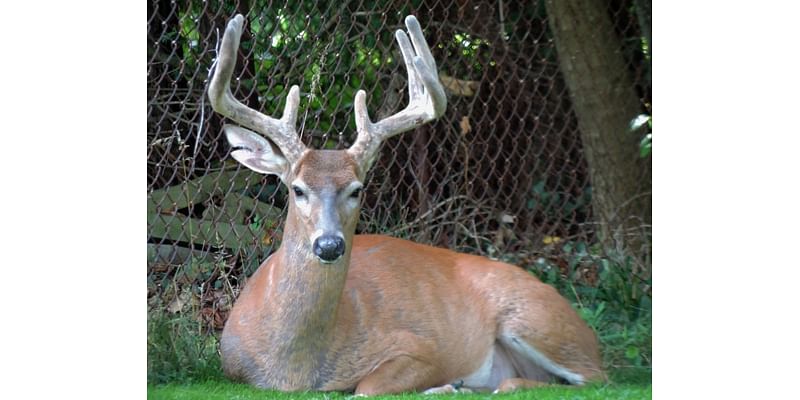 Middleburg Heights to determine size of deer population