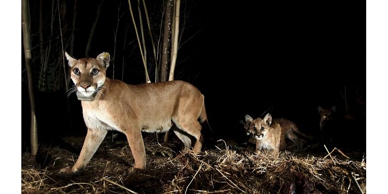 Mountain lions in Los Angeles are becoming nocturnal to avoid humans