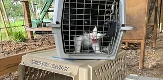 Cat catchers: South Middleton fights feral cat problem with vouchers