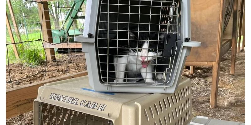 Cat catchers: South Middleton fights feral cat problem with vouchers