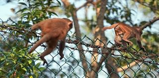 Monkeys escape from Alpha Genesis research facility in South Carolina – NBC Chicago